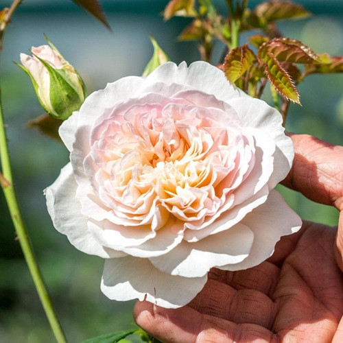 Emily Bronte David Austin Rose