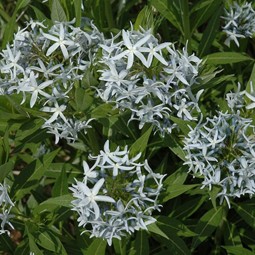 Blue Star Flower