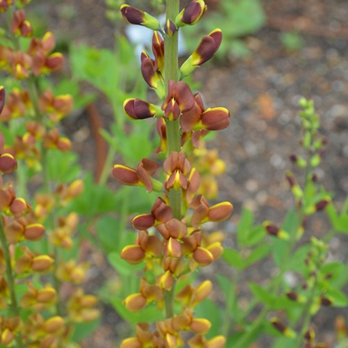 Honey Roasted False Indigo