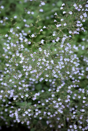 Blue Cloud Dwarf Calamint