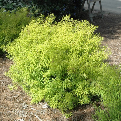 Mellow Yellow Spirea