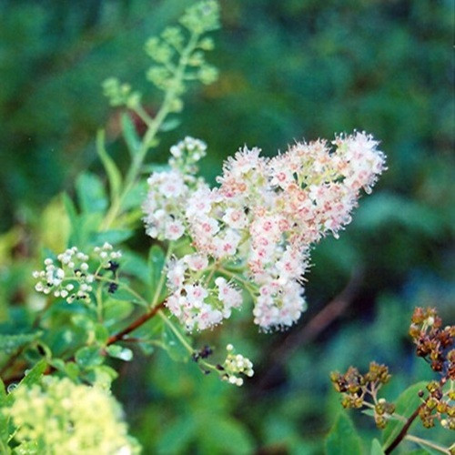 Meadowsweet  Spirea