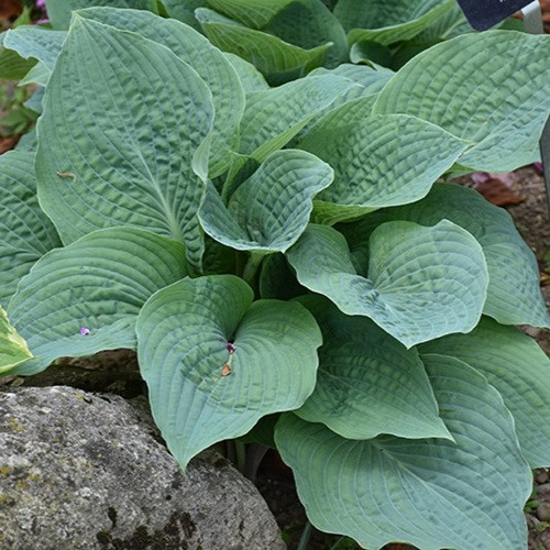 Blueberry Muffin Patriot