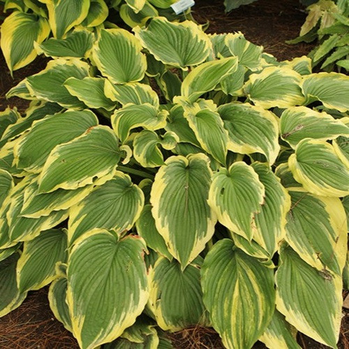 Drop Dead Gorgeous Hosta