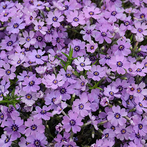 Eye Shadow Creeping Phlox