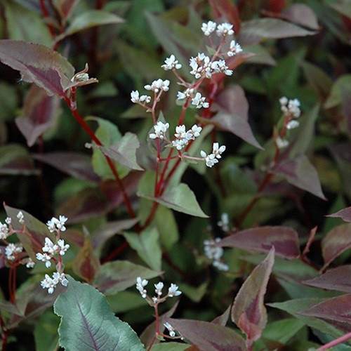 Chocolate Dragon Fleeceflower