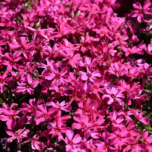 Scarlet Flame Moss Phlox