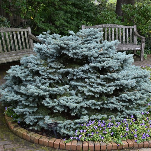 Thume Dwarf Blue Spruce