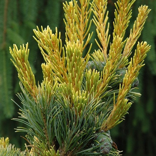 Goldilocks Japanese White Pine