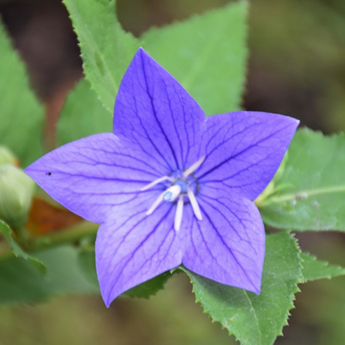 Astra Blue Balloon Flower
Platycodon grandiflorus 'Astra Blue'