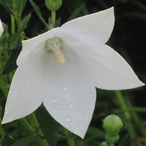 Astra White Balloon Flower
Platycodon grandiflorus 'Astra White'