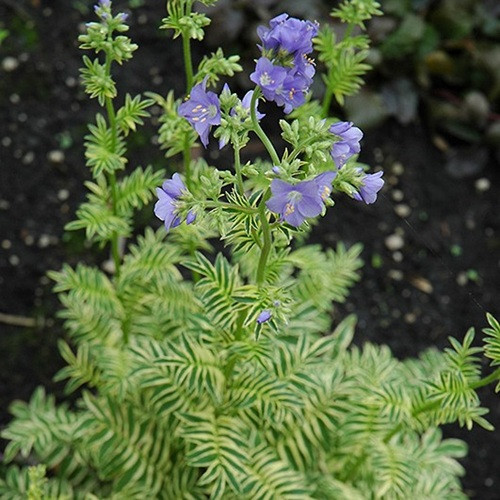 Brise D'Anjou acob's Ladder