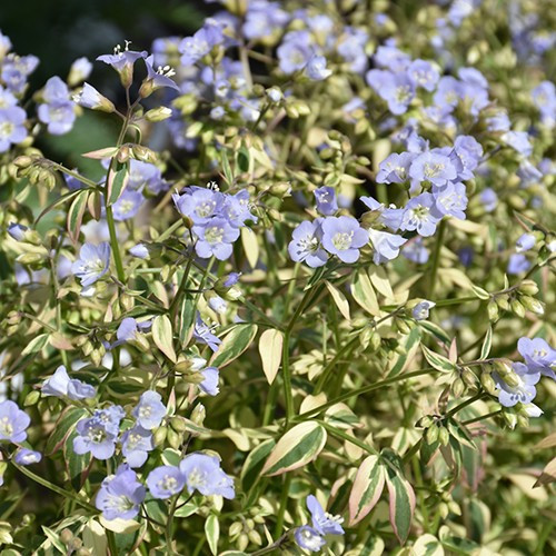 Stairway To Heaven Jacob's Ladder