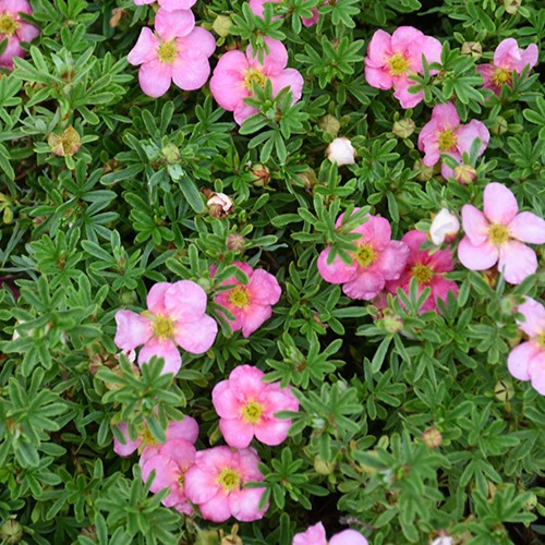 Bella Bellissima Potentilla