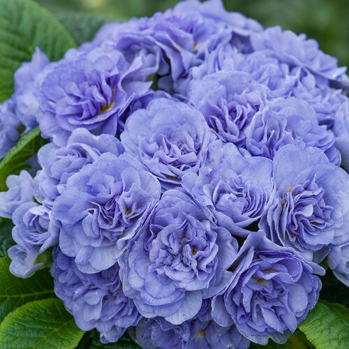 Watercolour Blue Primula
Bouquet Perfect Watercolour Blue Primrose
proven winner