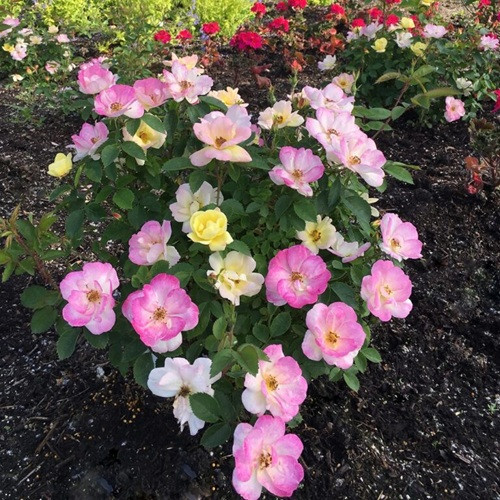 Peach Lemonade Rose 
Bloomin Easy Plants