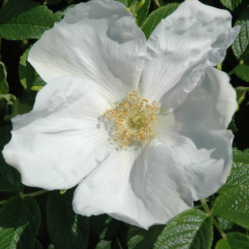 White Rugosa Rose
Rosa rugosa 'Alba'