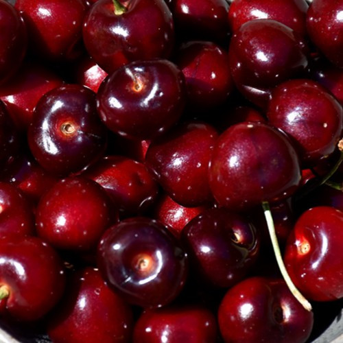 Blackgold Sweet Cherry Fruit Tree