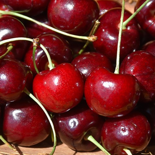 Vandalay Sweet Cherry Fruit Tree