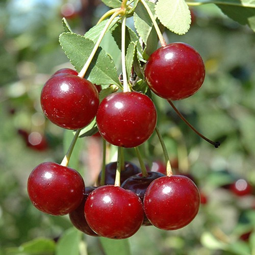 Cupid Cherry