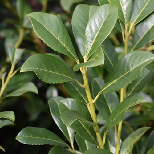 Bonaparte Cherry Laurel
Prunus laurocerasu