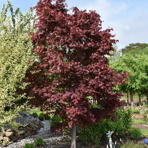 Samurai Sword Japanese Maple