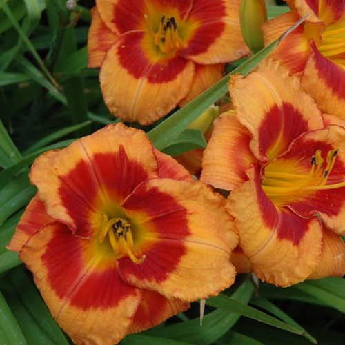 Bold Tiger Daylily
