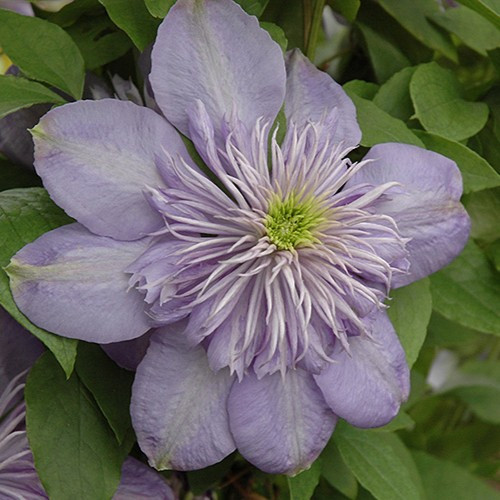 Blue Light Clematis