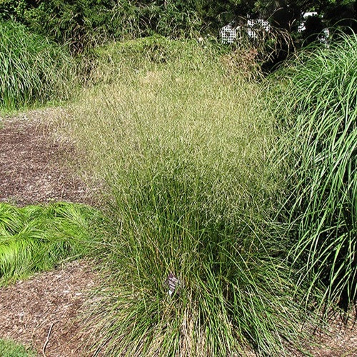 Bronze Veil Tufted Hair Grass