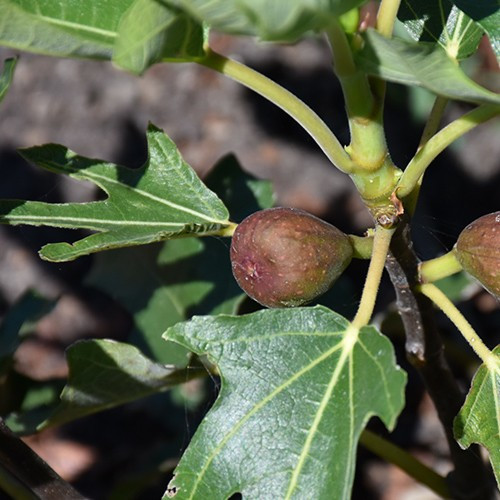 Rub Red Fig