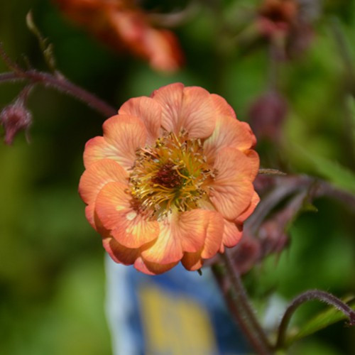 Mai Tai Avens 
Geum