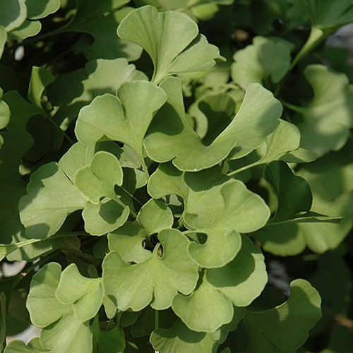 Globosa Ginkgo
Globe Maidenhair Tree