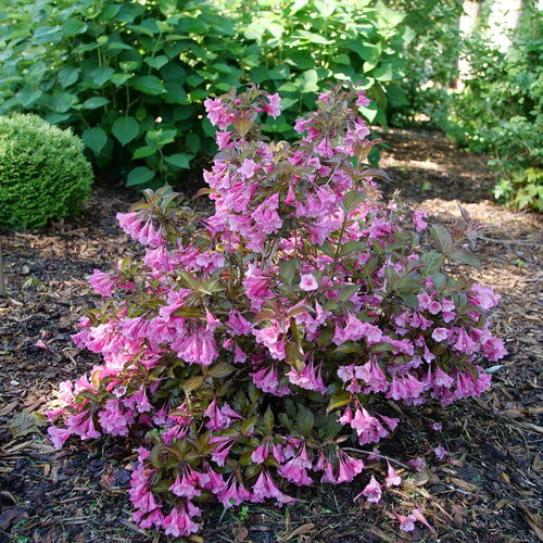 Sonic Bloom Wine Reblooming Weigela
