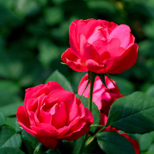 Oso Easy Double Red Rose
proven winner