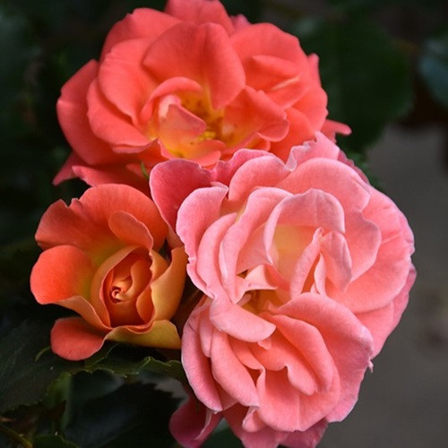 Coral Cove Rose