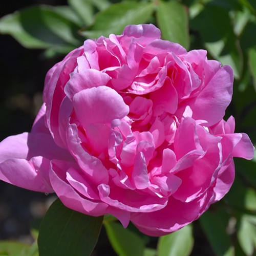 Dr. Alexander Fleming Peony