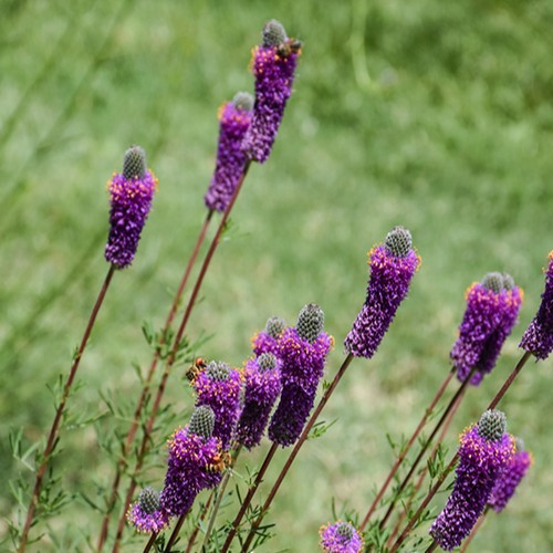 Purple Prairie Clover
Dalea purpurea