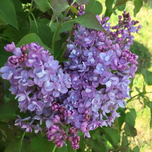 Scentara Double Blue Lilac 
Proven Winners