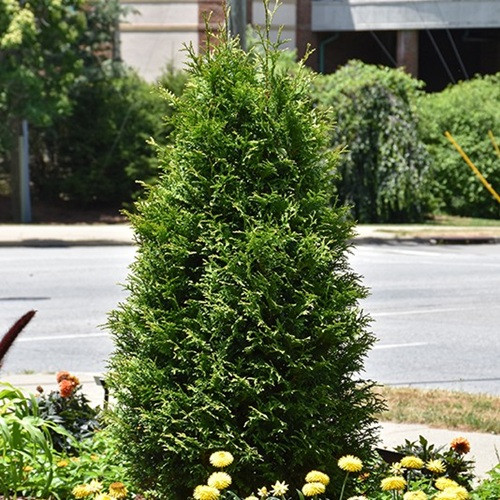 junior green giant cedar
Junior Giant Arborvitae