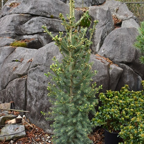 North Pole White Spruce