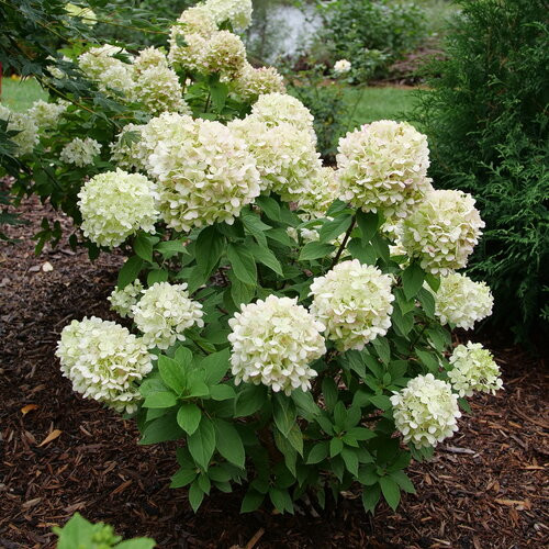 Powerball Panicle Hydrangea