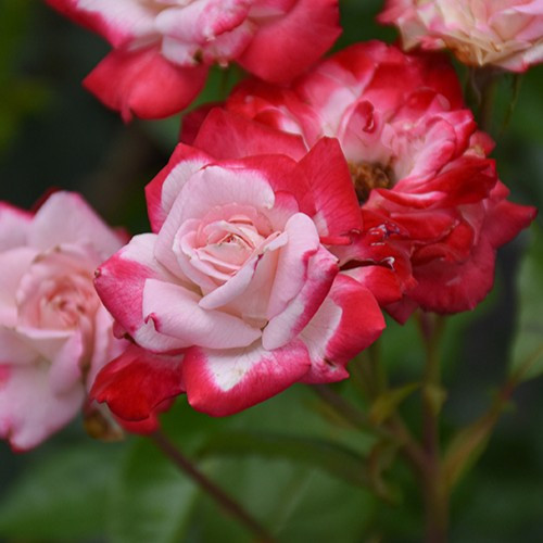 Candy Cane Cocktail Rose Tree
