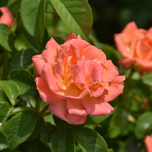 Orange Glow Knock Out Rose Std Tree