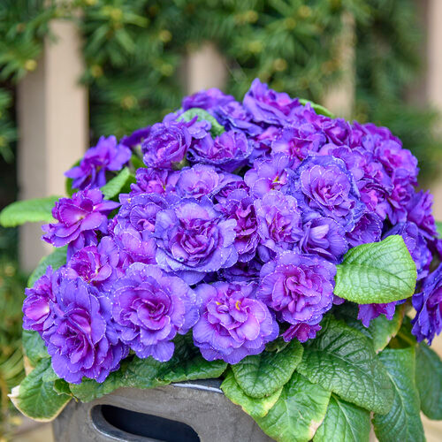 Primula
