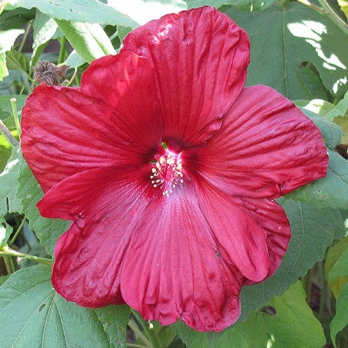Moonshadow Carmine Rose Mallow
perennial hibiscus