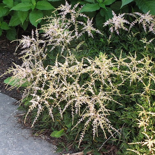 Sprite Astilbe
Sprite Dwarf Astilbe