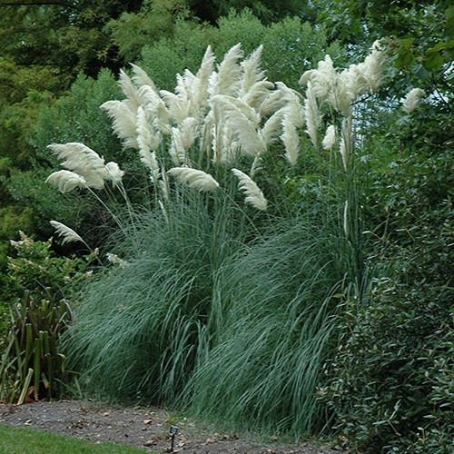 Pampas Grass 
Cortaderia selloana