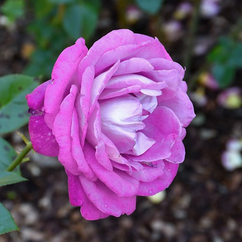 Charles de Gaulle Hybrid Tea Rose