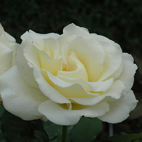 Elina Hybrid Tea Rose