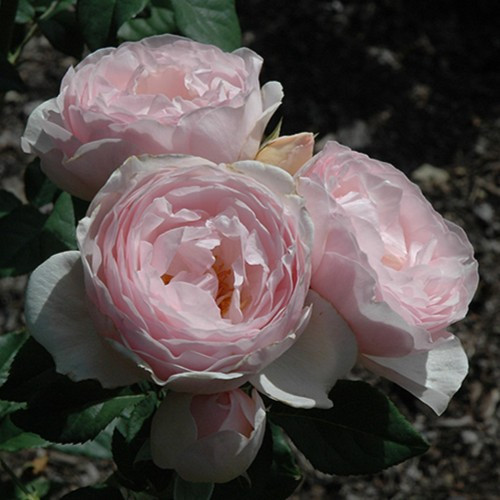 Earth Angel Parfuma Floribunda Rose
Earth Angel Floribunda Rose